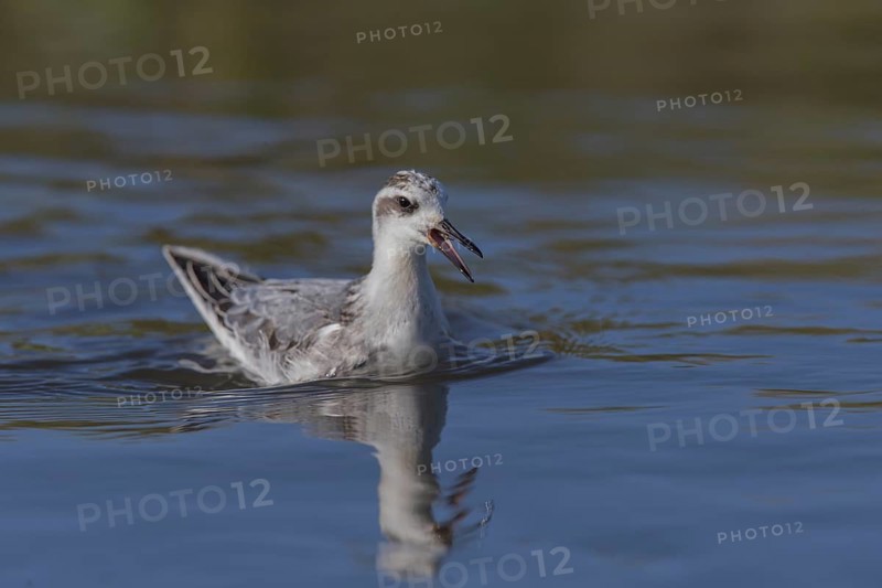 Red Phalarope (Phalaropus fulicarius), Wales, United Kingdom