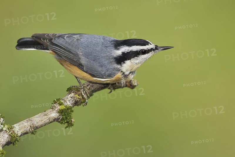 Red-breasted Nuthatch (Sitta canadensis), British Columbia, Canada