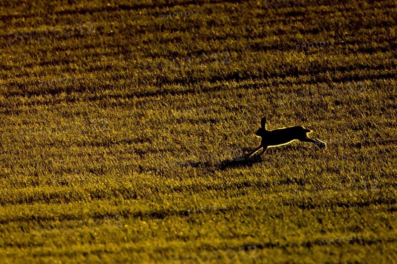European brown hare (Lepus europaeus) adult animal running in a farmland cereal field, England, United Kingdom