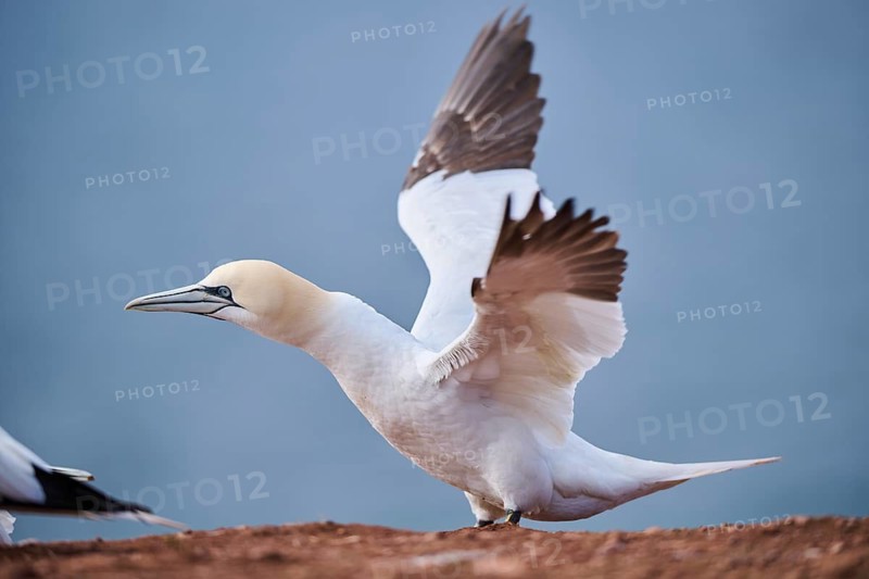 Northern gannet (Morus bassanus) standing on the cliff shaking its wings, wildlife, Helgoland, Germany