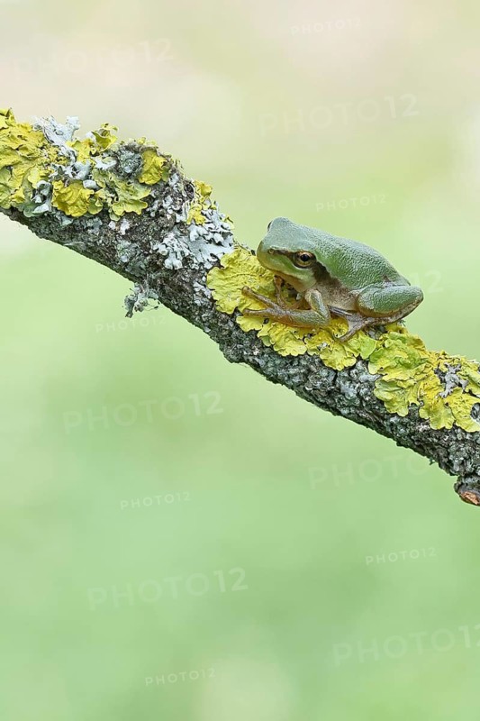 European tree frog (Hyla arborea) sitting on a lichen-covered branch in its natural environment, Lake Neusiedl National Park, Burgenland, Austria