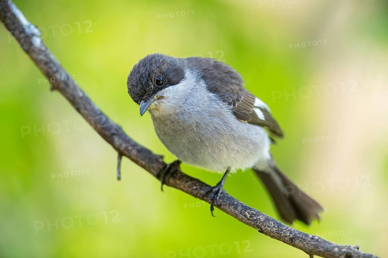 Sigelus silens, Fiscal Flycatcher, Gobemouche fiscal, Papamoscas fiscal, Garden Route National Park, Wil, Wilderness, Western Cape, South Africa