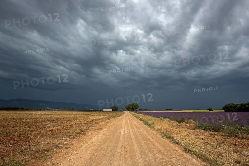 Gravel road through lavender field, flowering true lavender (Lavandula angustifolia), thunderstorm atmosphere, storm clouds, near Puimoisson, Provence, Provence-Alpes-Cote d Azur, South of France, France