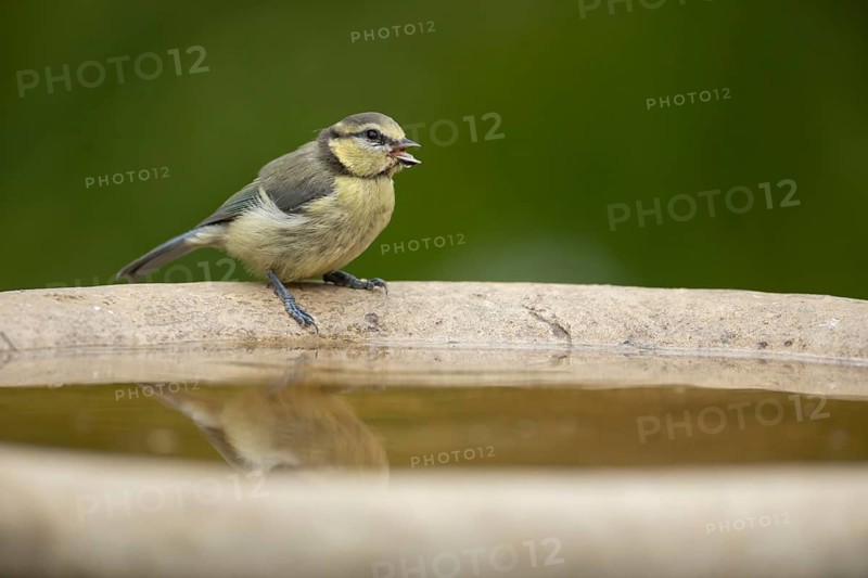 Blue tit (Cyanistes caeruleus) adult garden bird drinking water from a bird bath in summer, Suffolk, England, United Kingdom