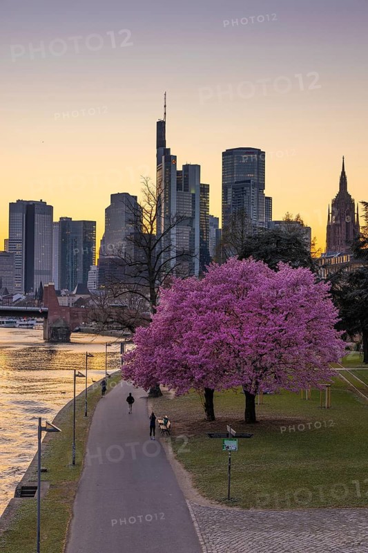 The trees on the banks of the Main in Frankfurt are in full bloom in spring in front of the bank skyline, Mainufer, Frankfurt am Main, Hesse, Germany