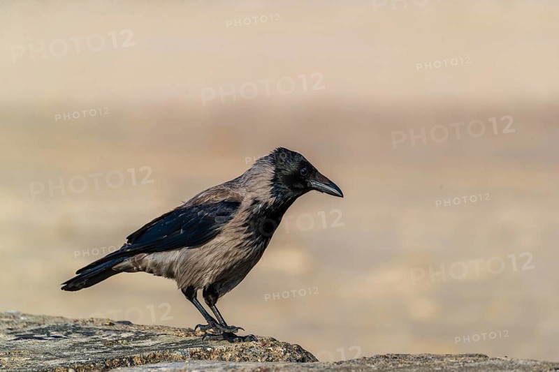 One adult hooded crow (Corvus cornix), sitting on concrete at a beach of the baltic sea. Beach at sunset, close to Miedzyzdroje (Misdroy), a village in Kamien Pomorski County, West Pomeranian Voivodeship, in northern Poland and the Wolin National Park