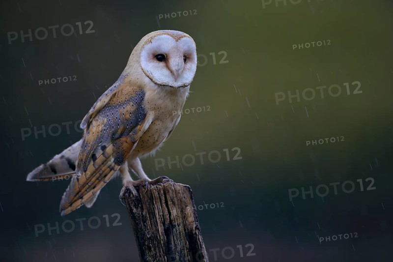 Schleiereule, lat. Tyto alba guttata, steht auf einem Weidepfahl im Regen