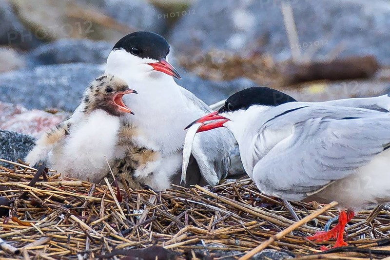 Common Tern (Sterna hirundo) pair feeding chick, Schleswig-Holstein, Germany