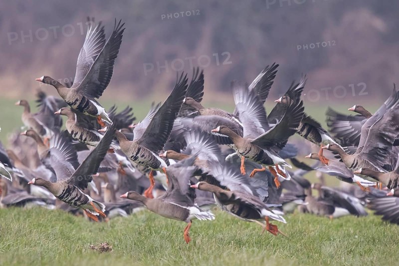 Greater White-fronted Goose (Anser albifrons) group taking flight, North Rhine-Westphalia, Germany
