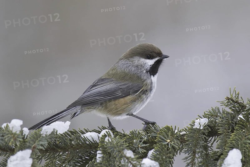 Boreal Chickadee (Poecile hudsonicus), Minnesota, USA