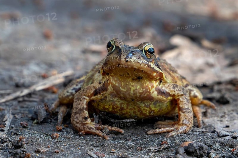 Migrating European common frog, brown frog (Rana temporaria) showing camouflage colours on the forest floor during the breeding season in spring