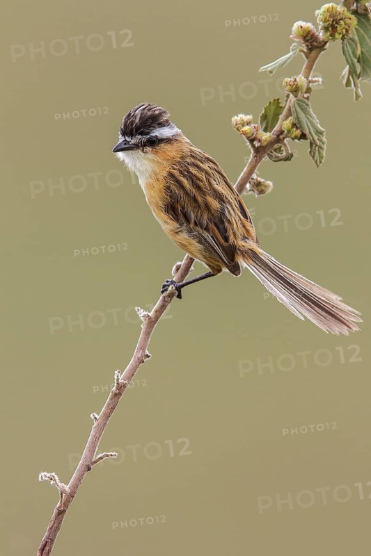 Sharp-tailed Tyrant (Culicivora caudacuta) perched on a branch in the Atlantic rainforest of southeast Brazil