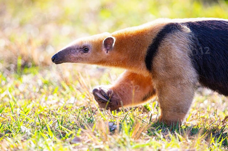 Southern tamandua (Tamandua tetradactyla) Pantanal Brazil