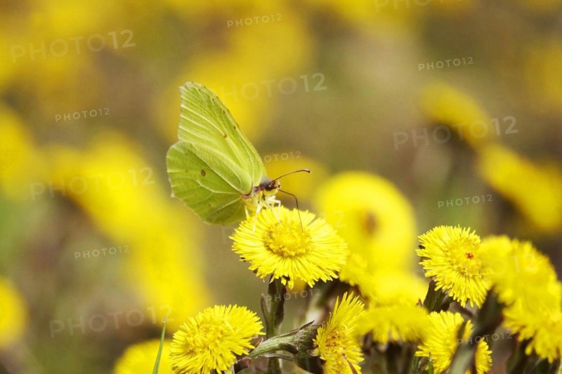 Lemon butterfly on coltsfoot, March, Germany
