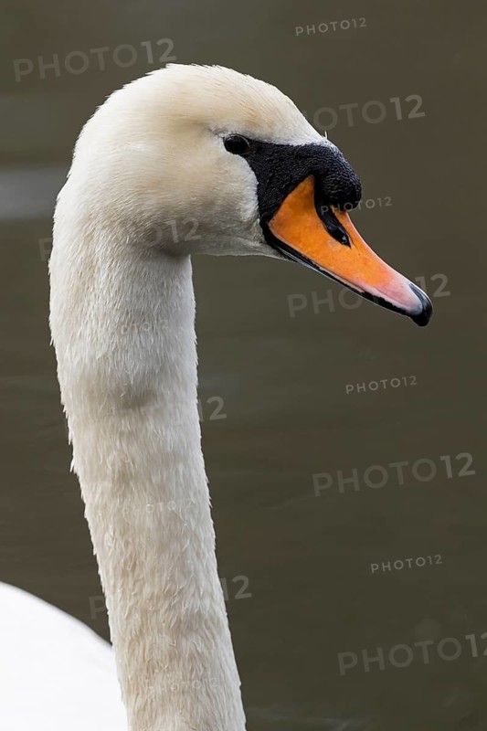 Mute Swan (Cygnus olor), Baden-Wuerttemberg, Germany