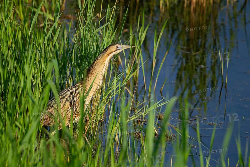 Eurasian or Great bittern (Botaurus stellaris) adult bird in a reedbed, England, United Kingdom