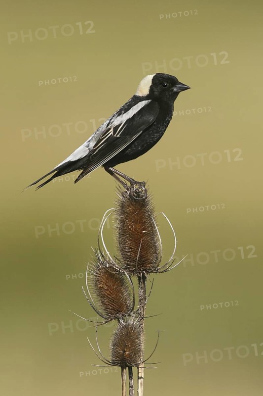 Bobolink (Dolichonyx oryzivorus), Ohio, USA