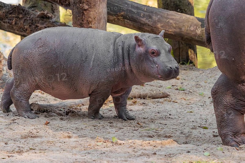 A baby hippopotamus (Hippopotamus amphibius) and its mother standing on a sandy riverbank in an enclosure