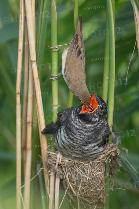 Common Cuckoo & Eurasian Reed Warbler (Cuculus canorus & Acrocephalus scirpaceus) Eurasian Reed Warbler feeding juvenile Common Cuckoo in nest, Saxony-Anhalt, Germany