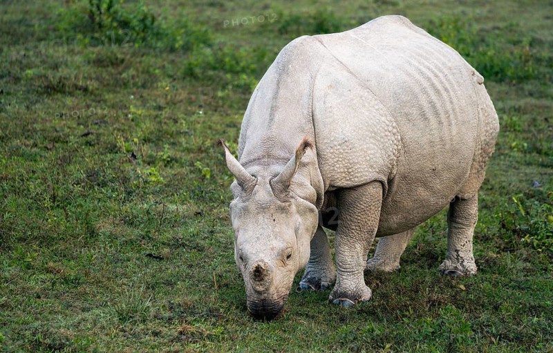 Great Indian one horned rhinoceros grazing at the Kaziranga National park or wildlife sanctuary in Assam, India