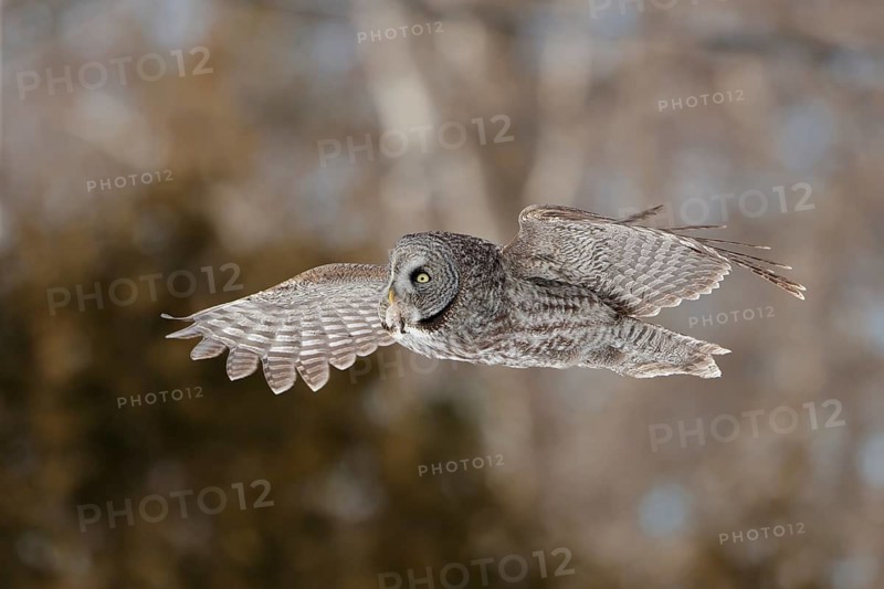 Great Grey Owl (Strix nebulosa) flying, Quebec, Canada