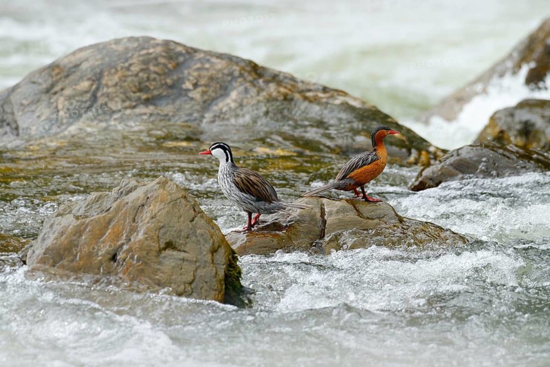 Torrent duck, Merganetta armata, pair of bird in the mountain river with stone. Rare duck from Ecuador. Wildlife scene from nature. two bird in the water. Torrent duck in stream habitat, America