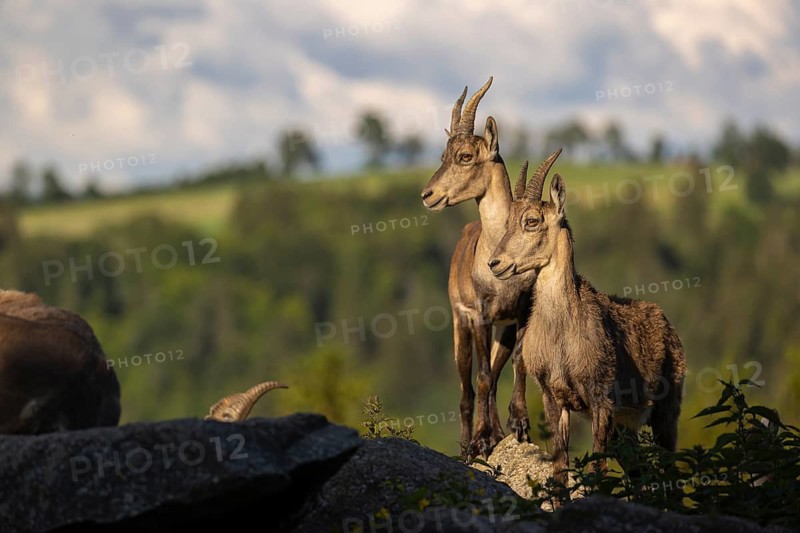 Two adult female ibex (Capra ibex) standing on hilltop. A green forest in the background