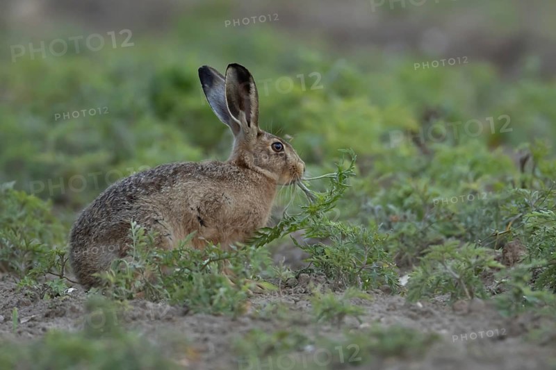 European brown hare (Lepus europaeus) adult animal eating a plant in a farmland field, England, United Kingdom
