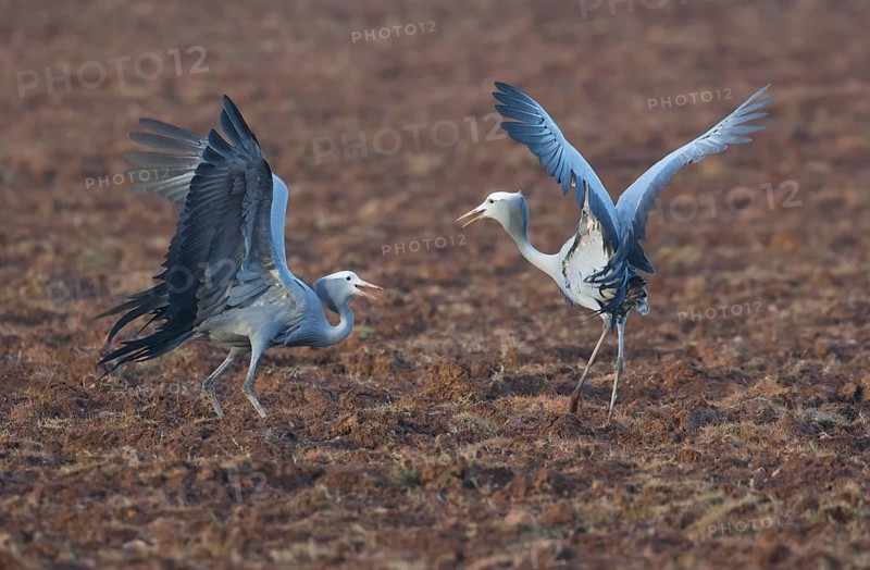 Blue Crane (Grus paradisea) pair displaying, Western Cape, South Africa