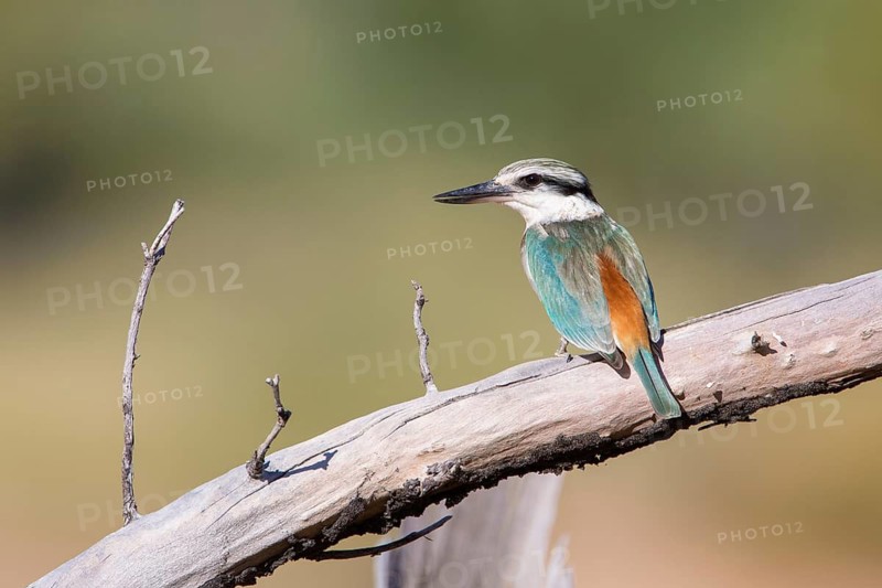 Red-backed Kingfisher (Todiramphus pyrrhopygius) female, Queensland, Australia