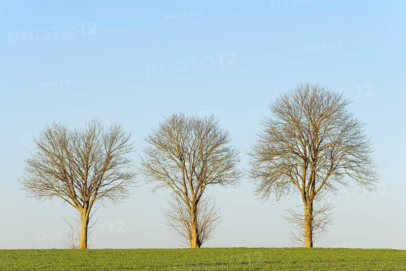 Row of trees, bare deciduous trees at the edge of a field, blue sky, North Rhine-Westphalia, Germany