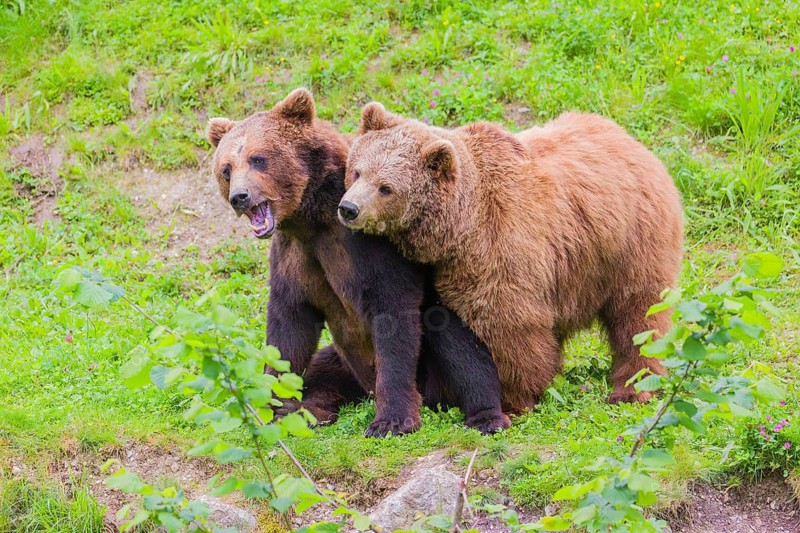 A young male Eurasian brown bear (Ursus arctos arctos) and a much older female mate (sort of) at the edge of a forest