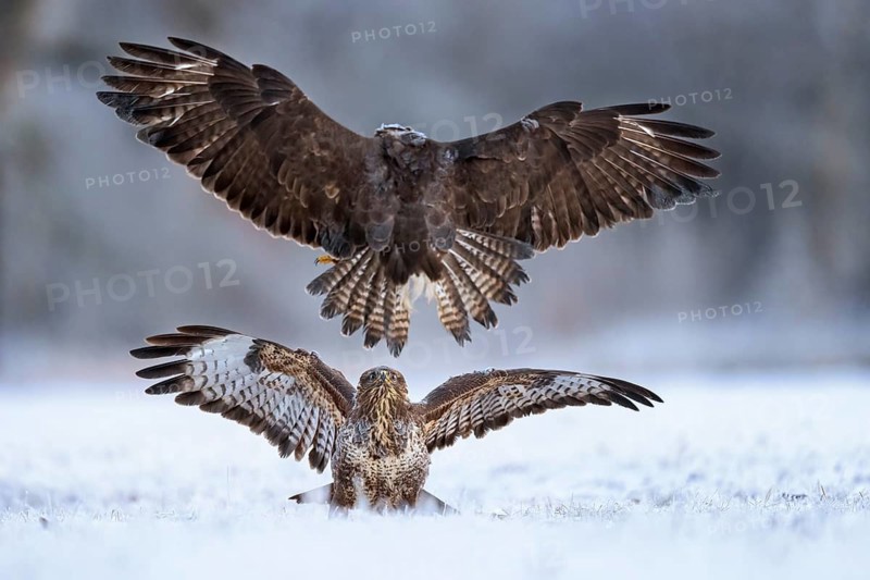Common Buzzard (Buteo buteo) fighting in snow, Saxony-Anhalt, Germany