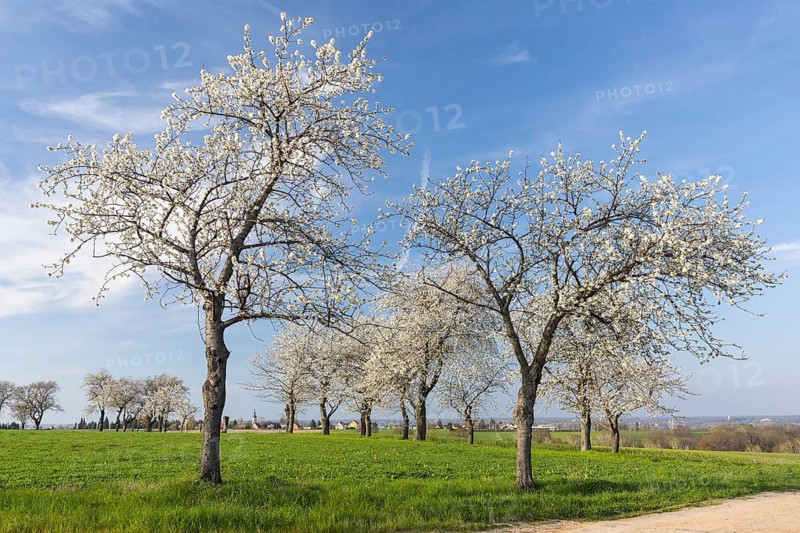 Path with flowering cherry trees (Prunus), Klipphausen, Saxony, Germany