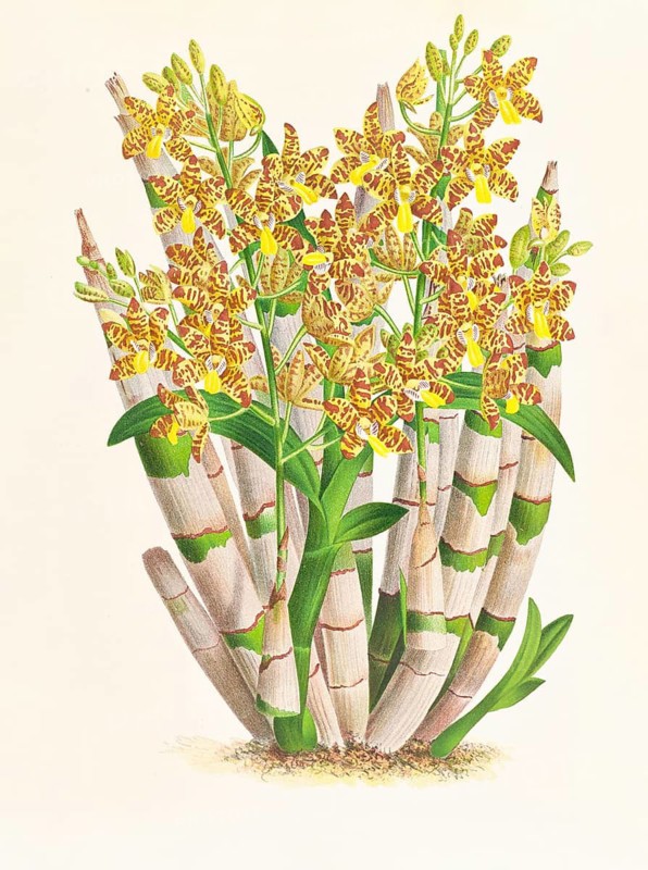 Orchid, Ansellia congoensis, authentic reproduction of an illustration by Jean Jules Linden (1817 - 1898), Luxembourgish-Belgian botanist, one of the fathers of orchid research, Historical