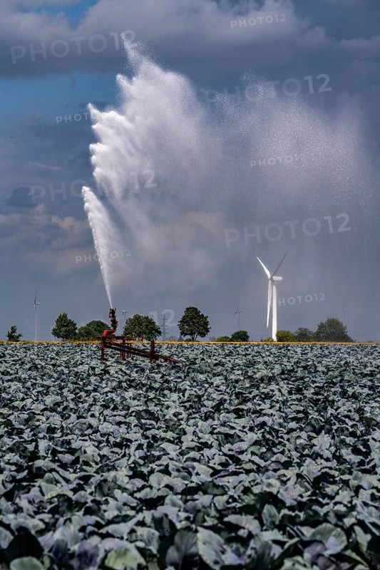 Agriculture, artificial irrigation of a field, irrigation system, cabbage cultivation, red cabbage, near Kempen on the Lower Rhine, North Rhine-Westphalia, Germany