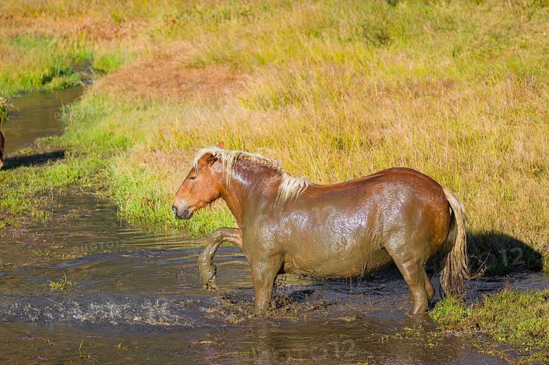 A heavy horse of mixed breed stands in the water of a small pond and enjoys its life on a sunny autumn day