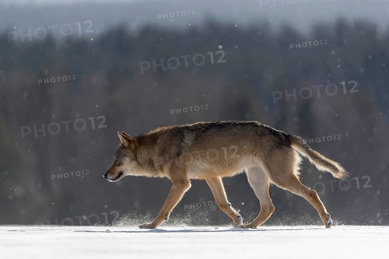 One male eurasian gray wolf (Canis lupus lupus) walking thru deep snow during snow fall. A forest in the background