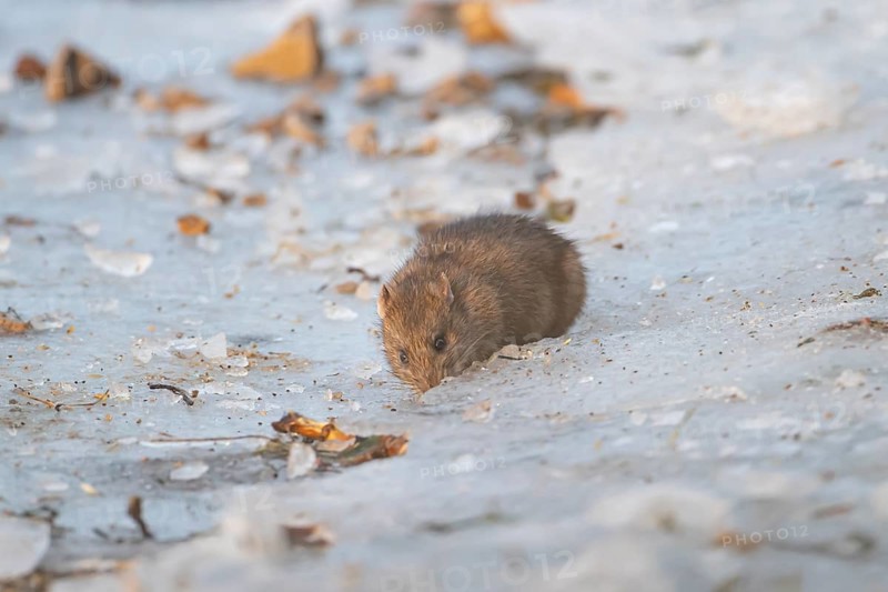 Brown rat (Rattus norvegicus) adult rodent animal searching for food on ice in winter, England, United Kingdom