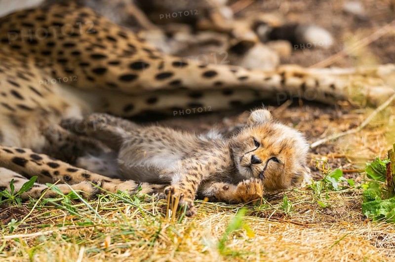 Cheetah (Acinonyx jubatus) youngster lying next to its mother, captive, occurrence Africa
