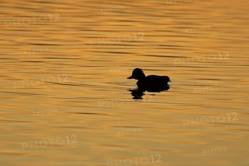 Tufted duck (Aythya fuligula) adult bird on a lake silhouette at sunset, Suffolk, England, United Kingdom