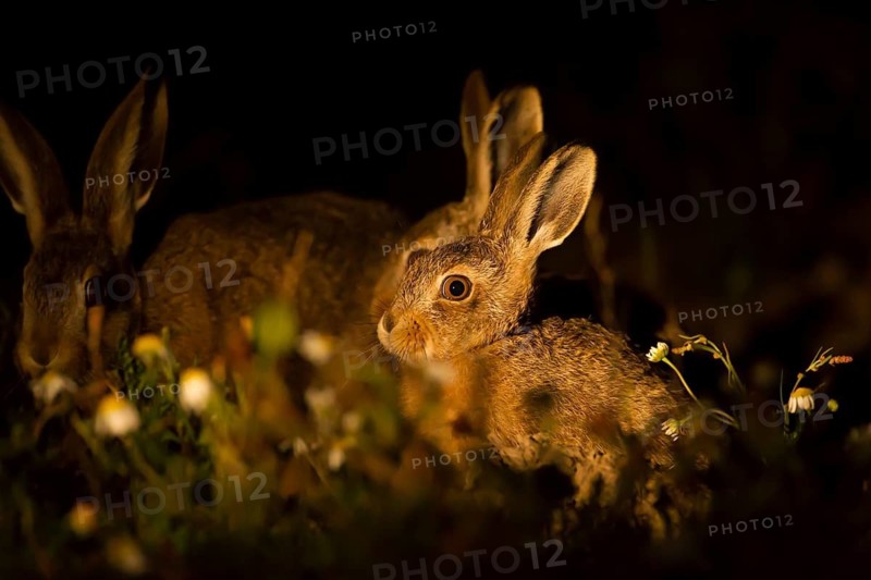 European brown hare (Lepus europaeus) two juvenile leveret baby animals with their parent mother in grassland at night in summer, Suffolk, England, United Kingdom