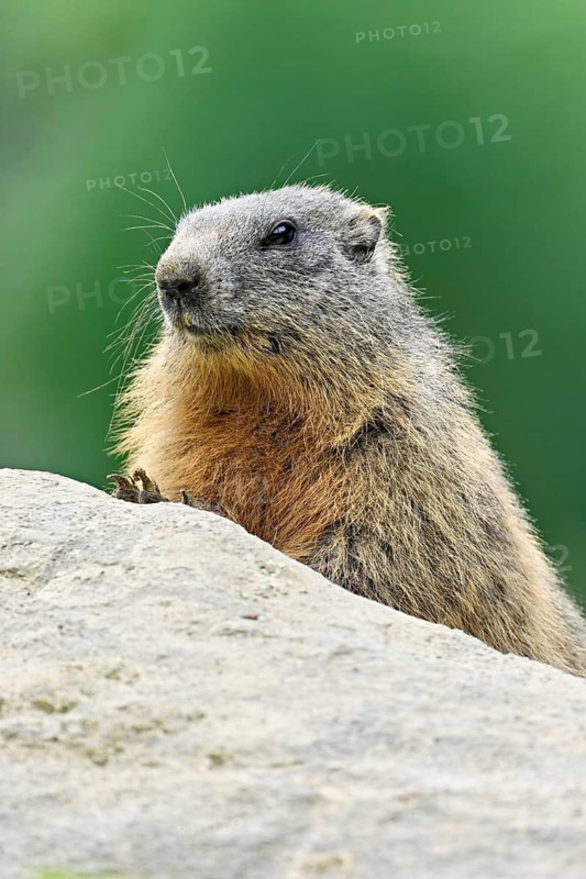 Alpine marmot (Marmota marmota), sitting on rocks, Switzerland