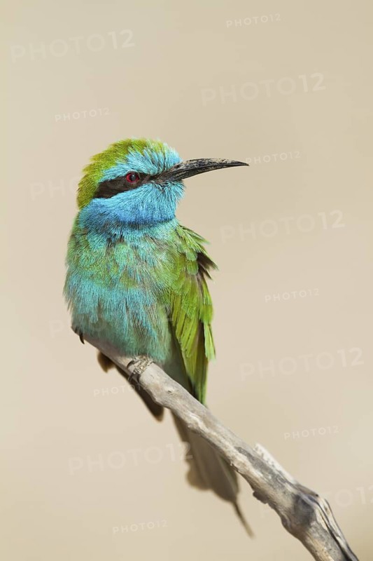 Green Bee-eater (Merops orientalis), Oman