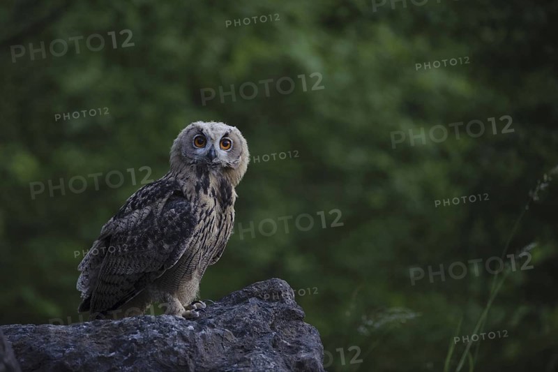 Eurasian Eagle-Owl (Bubo bubo), North Rhine-Westphalia, Germany