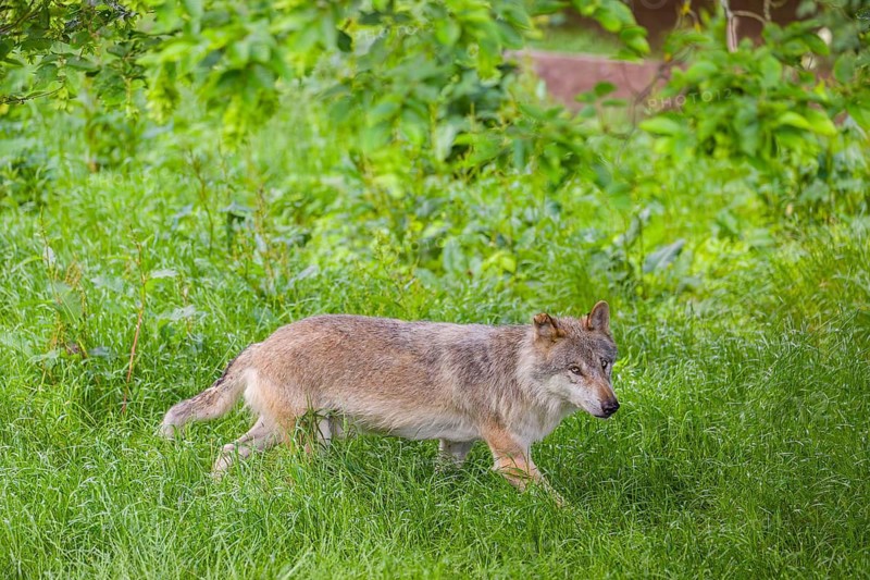 An adult male gray wolf (Canis lupus lupus) runs across a green meadow in hilly terrain