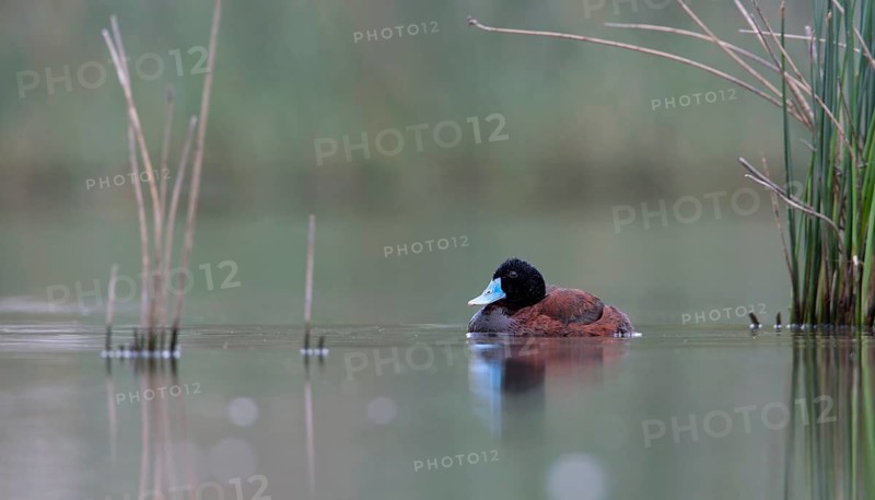 Blue-billed Duck (Oxyura australis) male, Victoria, Australia