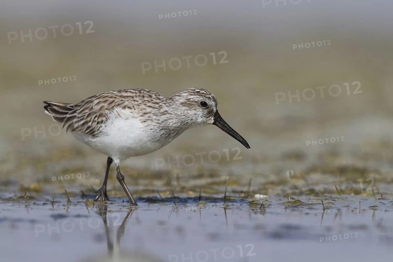 Broad-billed Sandpiper (Calidris falcinellus), Oman