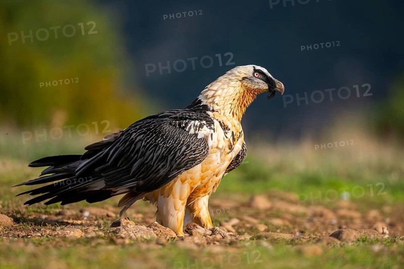 Bearded Vulture (Gypaetus barbatus) adult bird, Pyrenees, Lleida, Spain