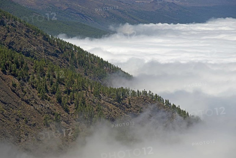 Pine forest, Canary Island pine (Pinus canariensis), trade wind clouds, Teide National Park, World Heritage Site, Tenerife, Canary Islands, Spain